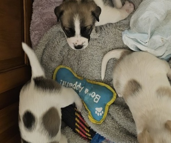 Medium Photo #1 Ariege Pointer-Australian Cattle Dog Mix Puppy For Sale in GOLDEN VALLEY, AZ, USA