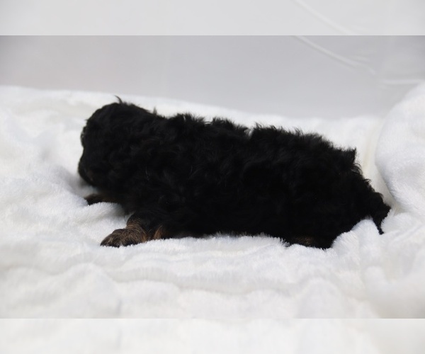 Medium Photo #45 Cockapoo Puppy For Sale in RIPLEY, TN, USA