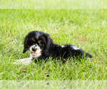 Small #7 Cocker Spaniel