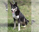 Small #2 Huskies  Mix