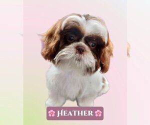 Shih Tzu Dogs for adoption in Lincolnwood, IL, USA