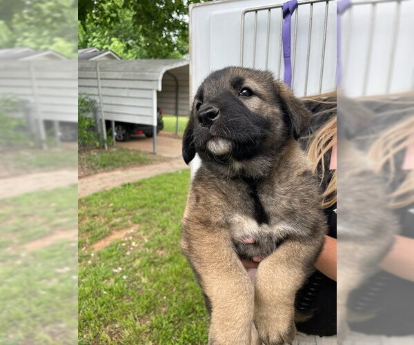 Medium Photo #1 Anatolian Shepherd-Unknown Mix Puppy For Sale in Oklahoma City, OK, USA