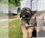 Small Anatolian Shepherd Mix