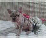 Small Photo #2 French Bulldog Puppy For Sale in GULLIVER, MI, USA