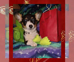 Small Photo #10 Pembroke Welsh Corgi Puppy For Sale in GALLEGOS, NM, USA