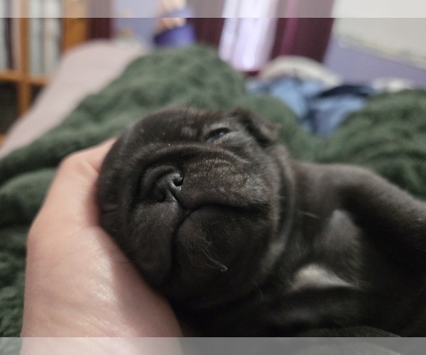 Medium Photo #20 Pug Puppy For Sale in HILLSDALE, MI, USA