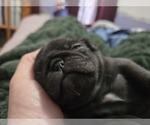Small #19 Pug