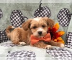 Small Photo #15 Maltipoo Puppy For Sale in LAKELAND, FL, USA