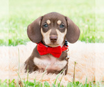 Small #5 Dachshund