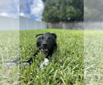 Small #4 Mutt