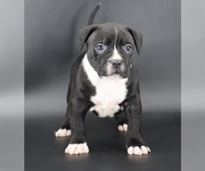 American Bully Puppy for sale in CHAMPAIGN, IL, USA