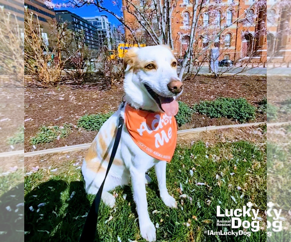 Medium Photo #7 Mutt Puppy For Sale in Washington, DC, USA