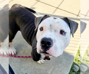 American Pit Bull Terrier-Basset Hound Mix Dogs for adoption in Sacramento, CA, USA