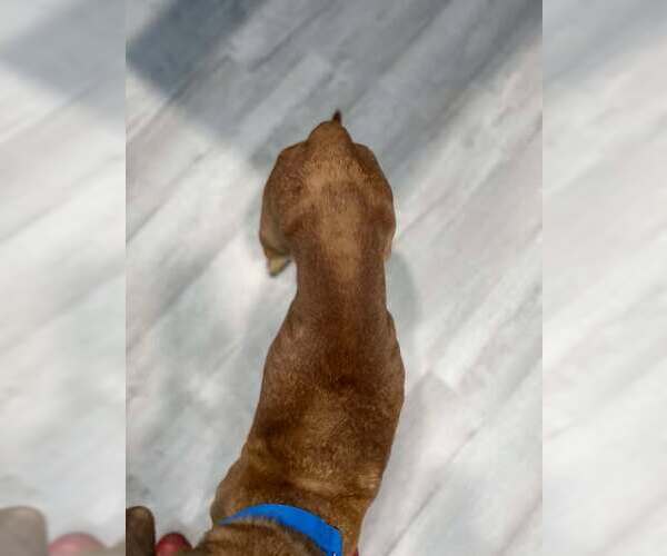 Medium Photo #24 Labrador Retriever-Unknown Mix Puppy For Sale in Lewistown, PA, USA