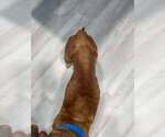Small #23 Labrador Retriever Mix