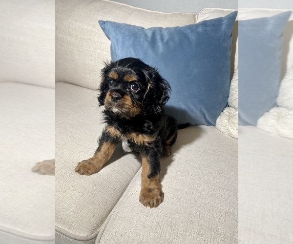 Medium Photo #2 Cavalier King Charles Spaniel Puppy For Sale in GRESHAM, OR, USA