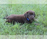 Small Photo #2 Labrador Retriever Puppy For Sale in DENMARK, SC, USA