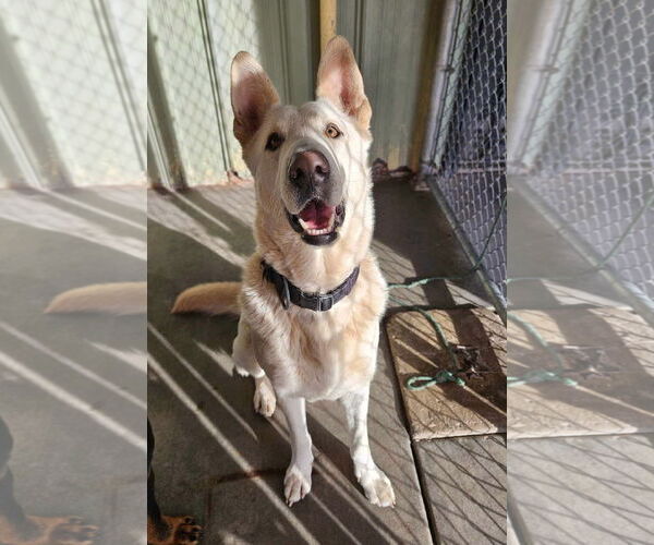 Medium Photo #1 German Shepherd Dog Puppy For Sale in El Centro, CA, USA