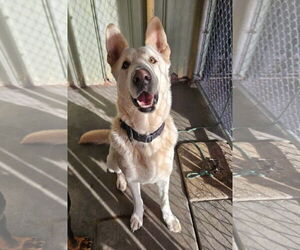 German Shepherd Dog Dogs for adoption in El Centro, CA, USA