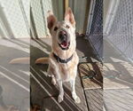Small German Shepherd Dog