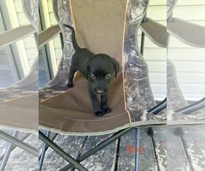 Labrador Retriever-Unknown Mix Dogs for adoption in SHERBURNE, NY, USA