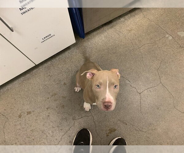 Medium Photo #1 American Pit Bull Terrier Puppy For Sale in Berkeley , CA, USA