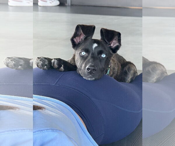 Medium Photo #2 Border Collie-Siberian Husky Mix Puppy For Sale in GILBERTS, IL, USA