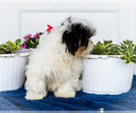 Small #5 Shih Tzu