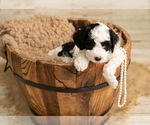 Small #1 Goldendoodle mix (+ Poodle Miniature)