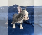 Small Photo #22 French Bulldog Puppy For Sale in DETROIT, MI, USA