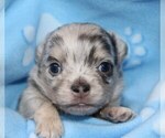 Small Photo #12 Chihuahua Puppy For Sale in CHARLESTON, AR, USA
