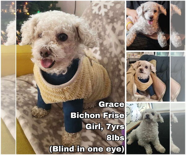 Medium Photo #1 Bichon Frise Puppy For Sale in Seattle, WA, USA