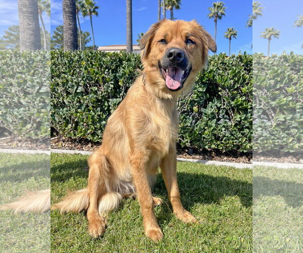 Medium Photo #1 Siberian Husky-Unknown Mix Puppy For Sale in Corona, CA, USA