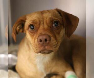 Mutt Dogs for adoption in San Antonio, TX, USA