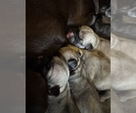 Small #1 Pug