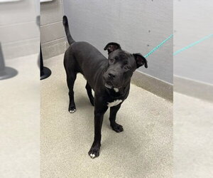 Mutt Dogs for adoption in Las Vegas, NV, USA