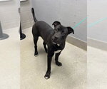 *GIBSON - Male Mutt Dog for Adoption - Small photo