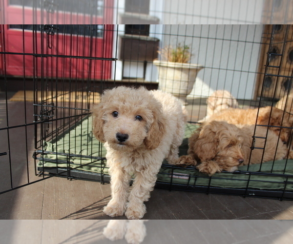 Medium Photo #3 Goldendoodle Puppy For Sale in HARTFORD, CT, USA