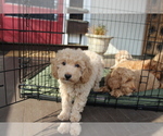 Small #2 Goldendoodle