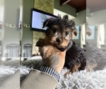 Small #12 Yorkshire Terrier