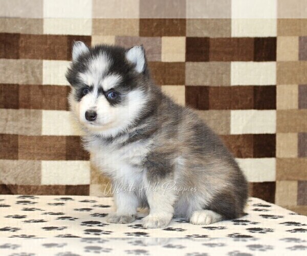 Medium Photo #4 Pomsky Puppy For Sale in DENVER, PA, USA