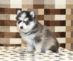 Small #3 Pomsky