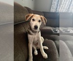 Small #1 Siberian Husky Mix