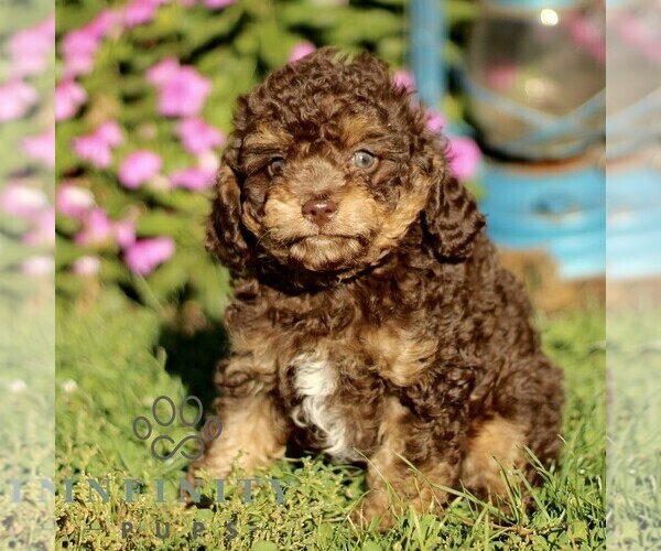 Medium Photo #1 Cavapoo Puppy For Sale in QUARRYVILLE, PA, USA