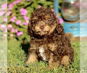 Cavapoo Puppy for sale in QUARRYVILLE, PA, USA