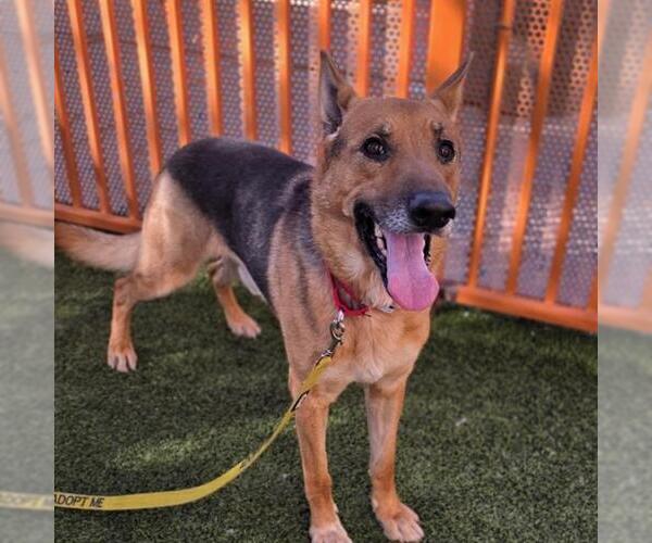 Medium Photo #1 German Shepherd Dog-Unknown Mix Puppy For Sale in Las Vegas, NV, USA