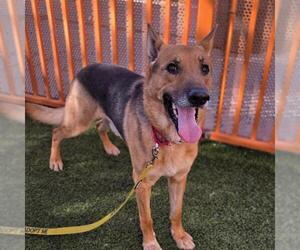 German Shepherd Dog-Unknown Mix Dogs for adoption in Las Vegas, NV, USA