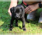 Small #9 Mutt