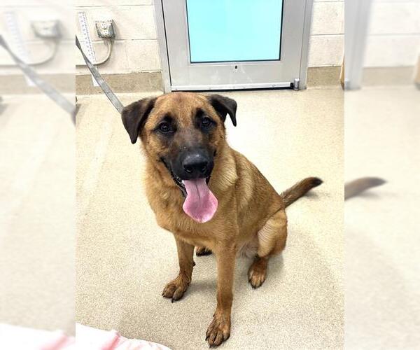 Medium Photo #1 German Shepherd Dog-Unknown Mix Puppy For Sale in Grand Prairie, TX, USA