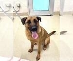 Small German Shepherd Dog Mix